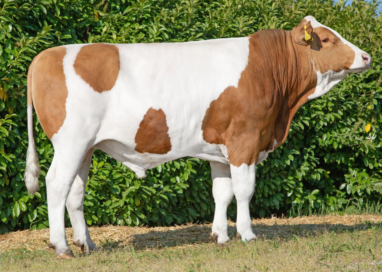 Neuer Fleckviehstier im Testeinsatz
