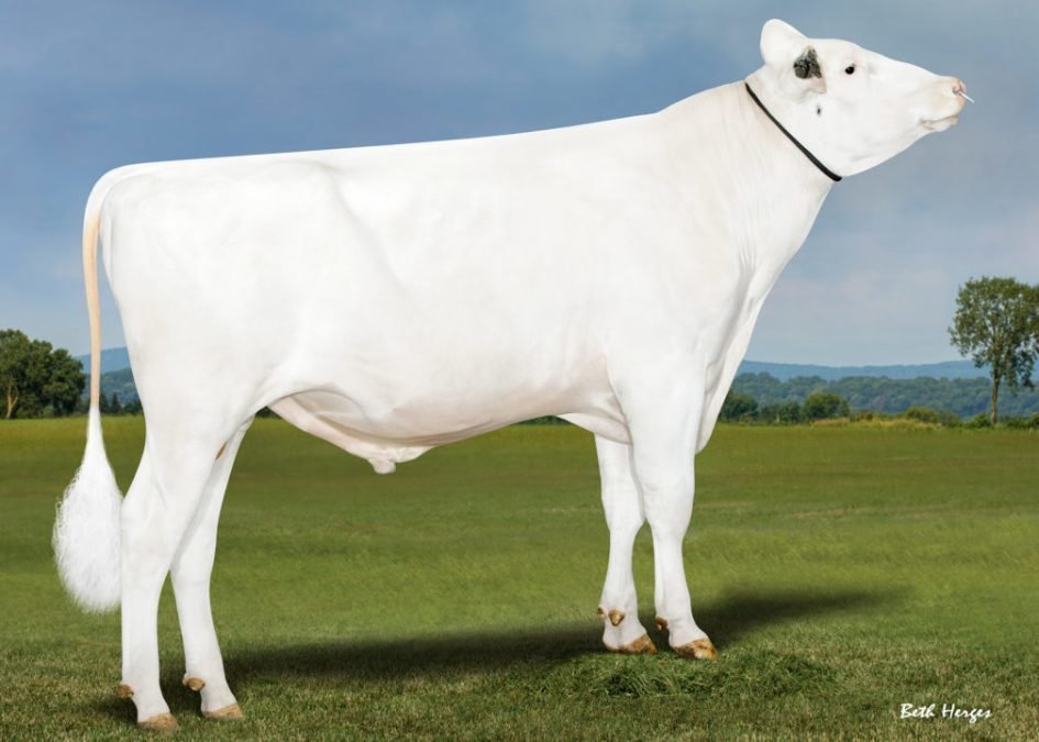 News Holstein-Spezialprogramm