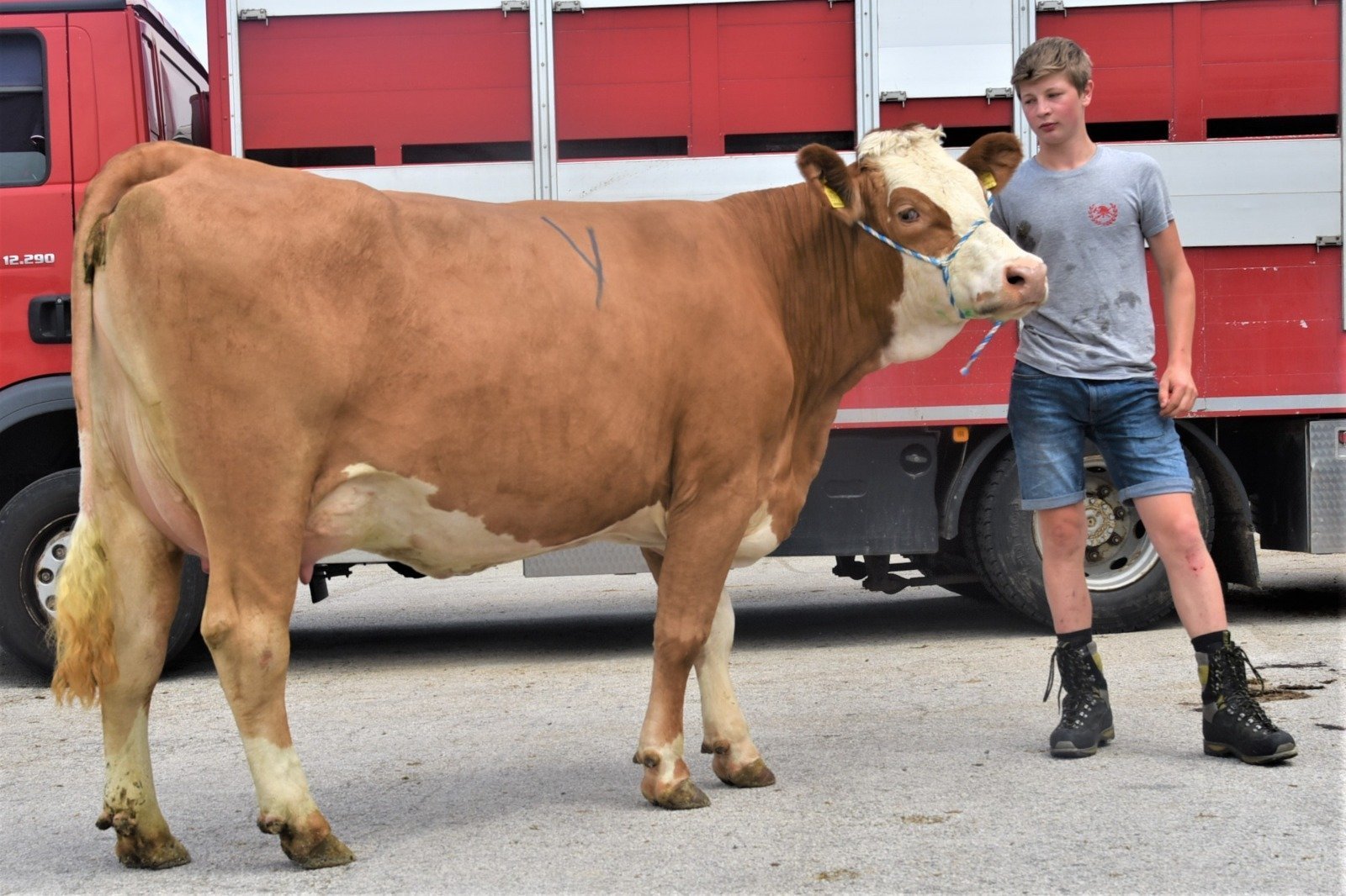 Gemeinsame Versteigerung Grauvieh, Fleckvieh, Holstein und Pinzgauer vom 16. Juni 2022