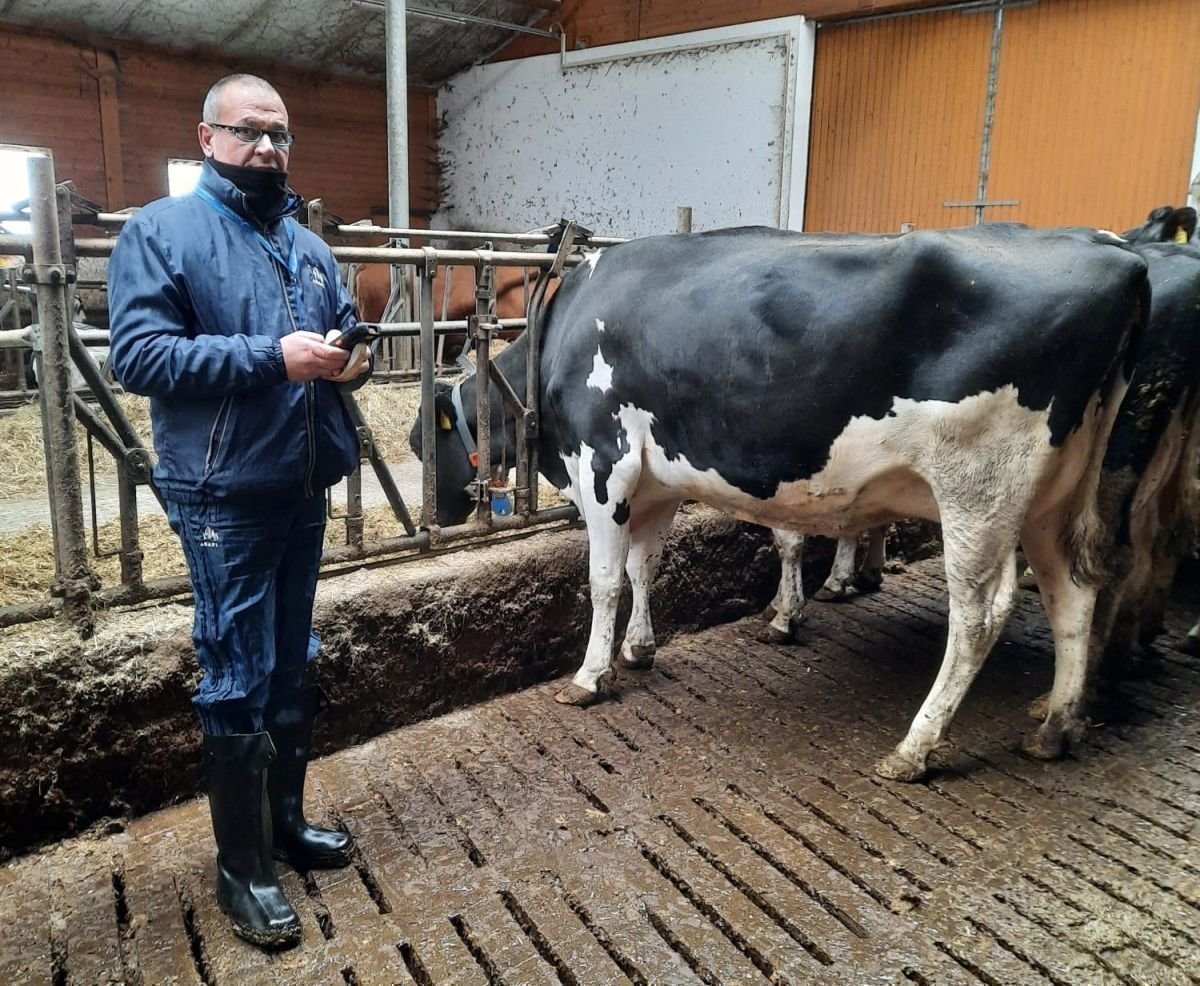 Holstein Punktierung