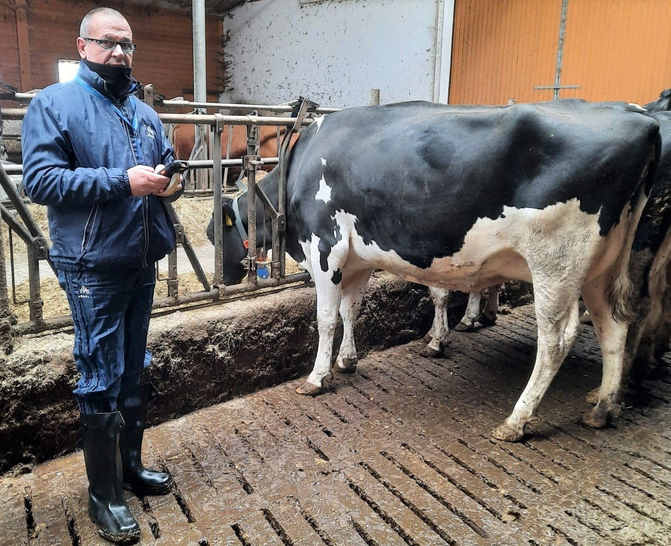 Holsteinkühe Punktierung Frühjahr 2021