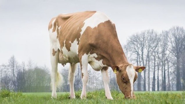 NEWS Holstein NORMAL-Besamungsprogramm