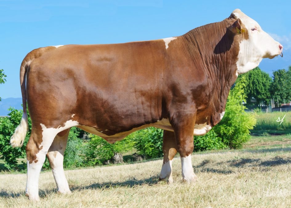 Neuer Fleckviehstier im Testeinsatz