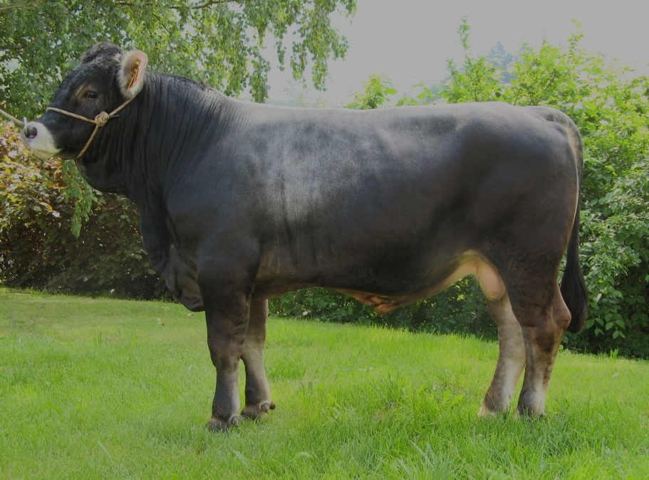 Neue Teststiere für die Grauviehzüchter