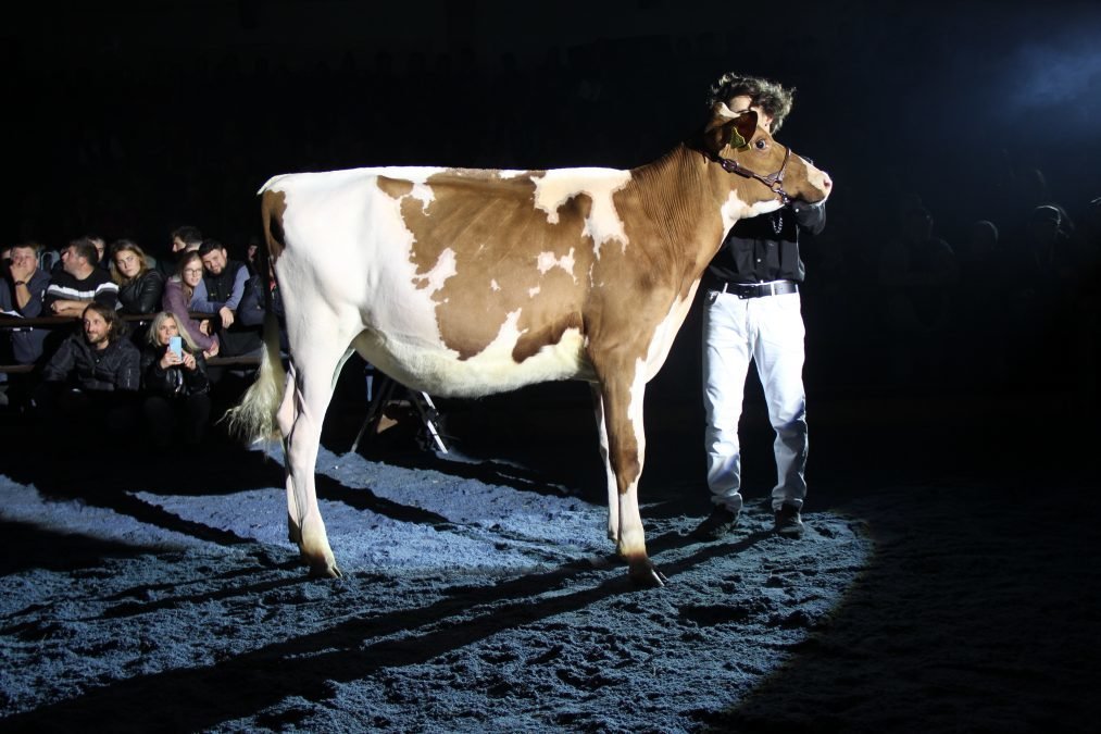 PUSTERTALER SALE NIGHT – Bezirksschau Pustertal