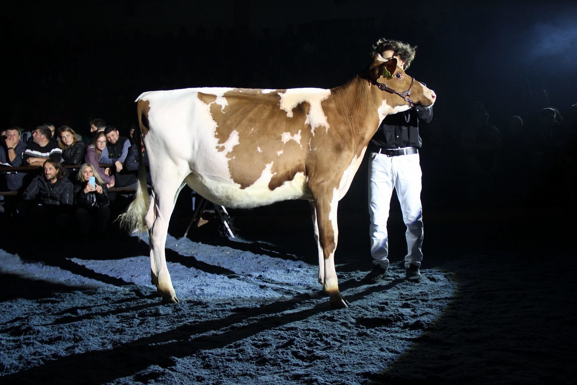 PUSTERTALER SALE NIGHT – Bezirksschau Pustertal