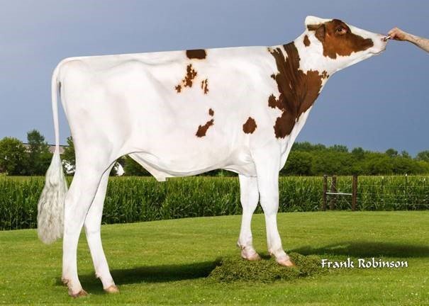 News Holstein Spezialprogramm