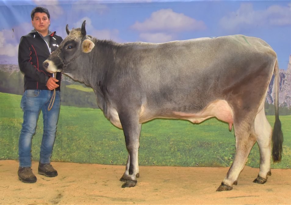 Versteigerungsbericht Grauvieh, Holstein und Pinzgauer vom 03. November 2022