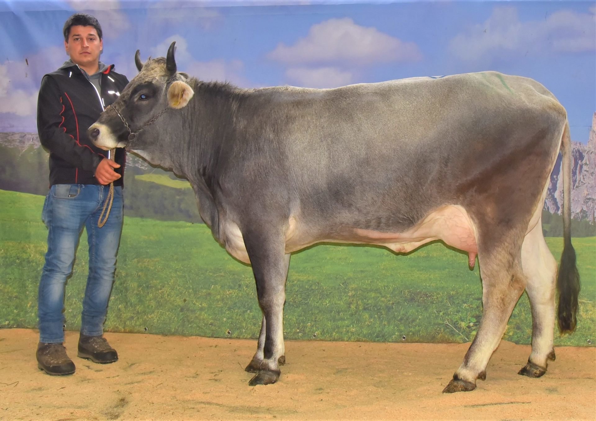 Versteigerungsbericht Grauvieh, Holstein und Pinzgauer vom 03. November 2022