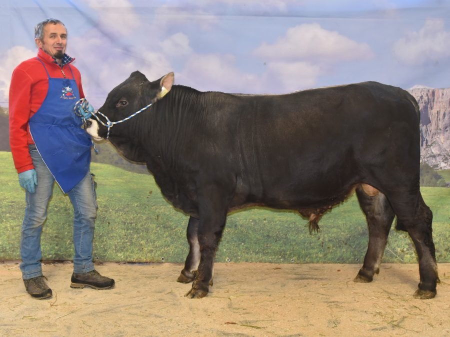 Versteigerungsbericht Grauvieh-Pinzgauer-Holstein 05. Dezember 2024