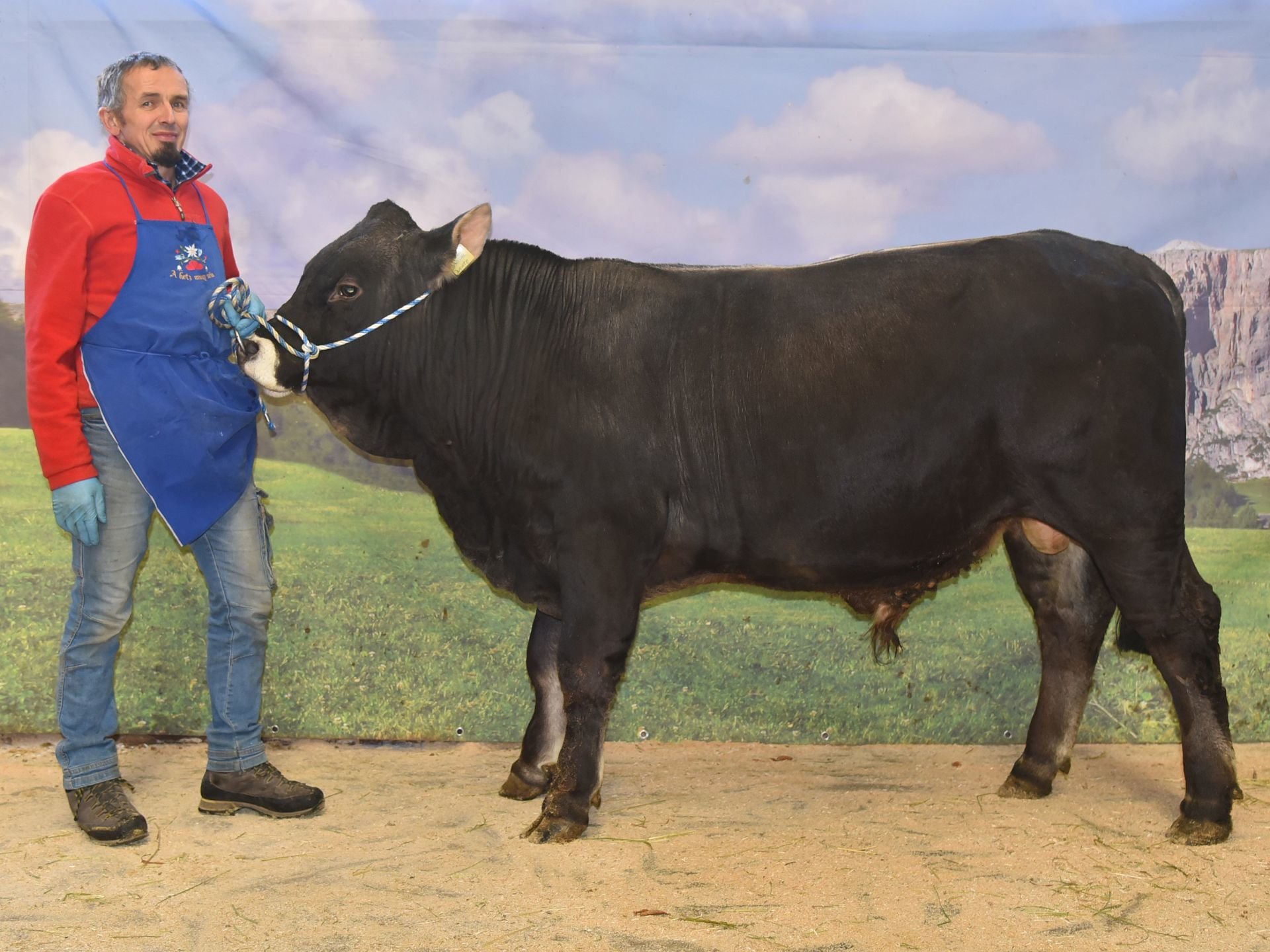 Versteigerungsbericht Grauvieh-Pinzgauer-Holstein 05. Dezember 2024