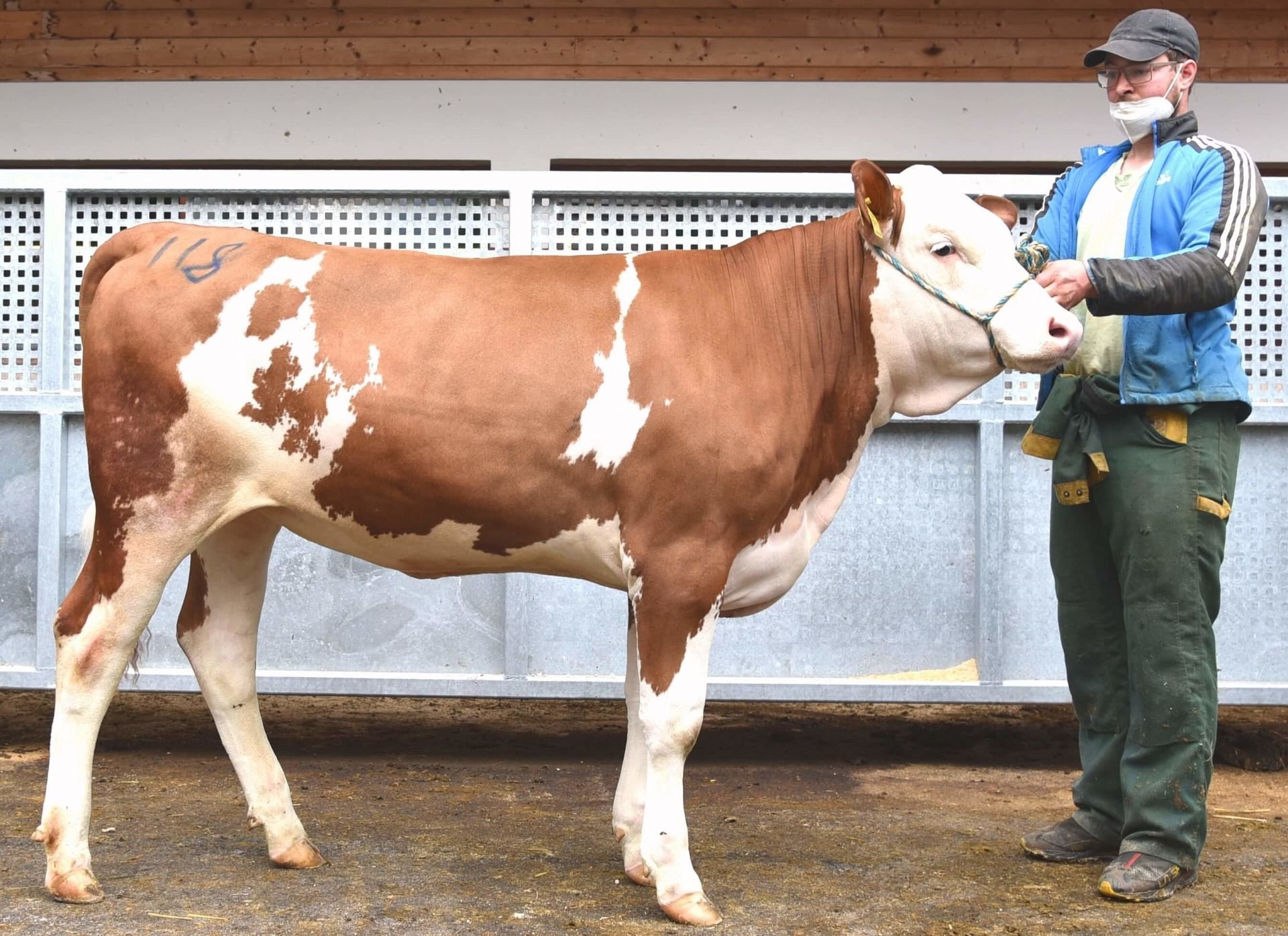 Versteigerungsbericht Fleckvieh 29. April