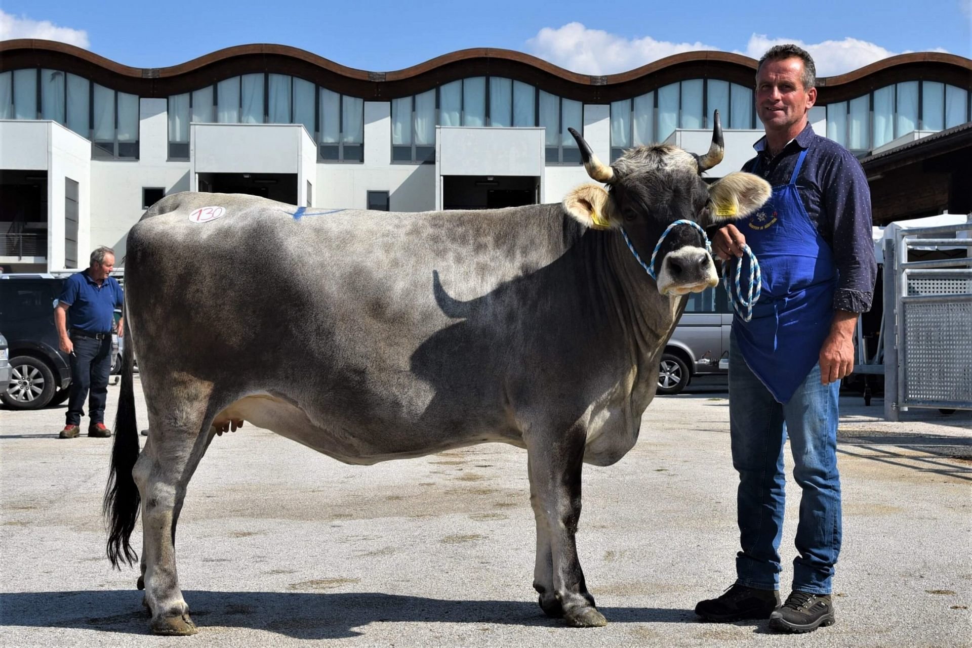 Versteigerungsbericht Grauvieh, Pinzgauer und Holstein 2. September