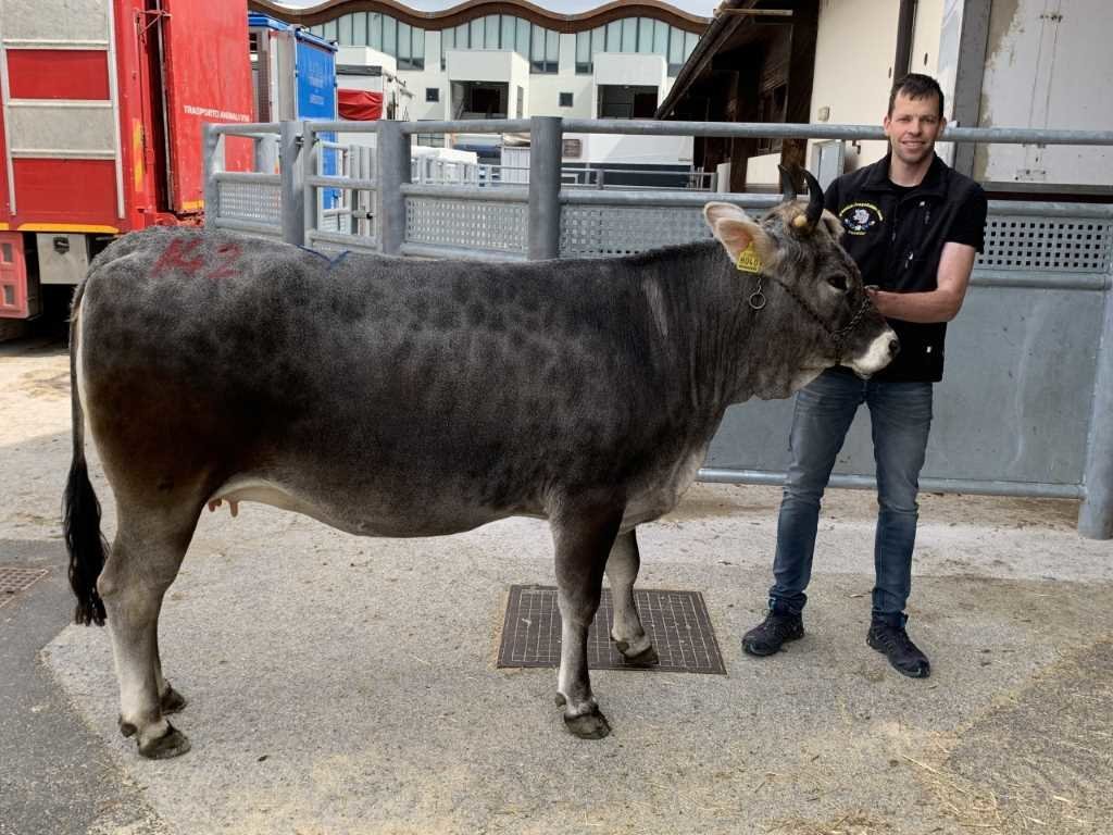 Versteigerungsbericht Grauvieh, Holstein und Pinzgauer am 05.05.2022