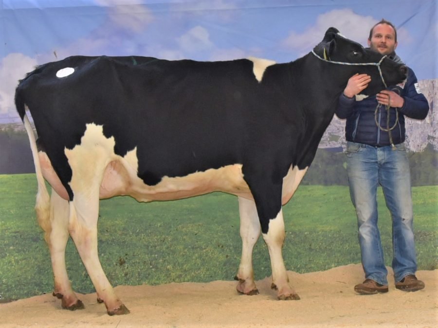Versteigerungsbericht Grauvieh, Holstein und Pinzgauer vom 12. Januar 2023