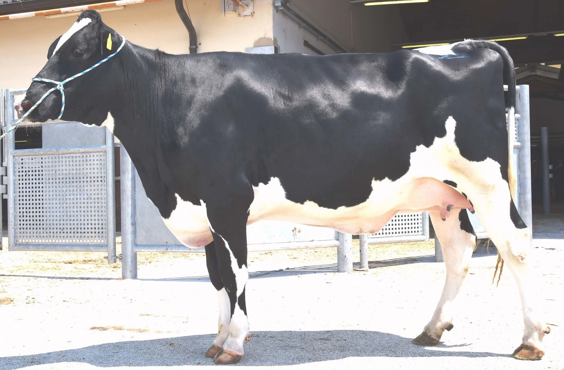 Erste gemeinsame Versteigerung der Rassen Grauvieh, Fleckvieh, Pinzgauer und Holstein