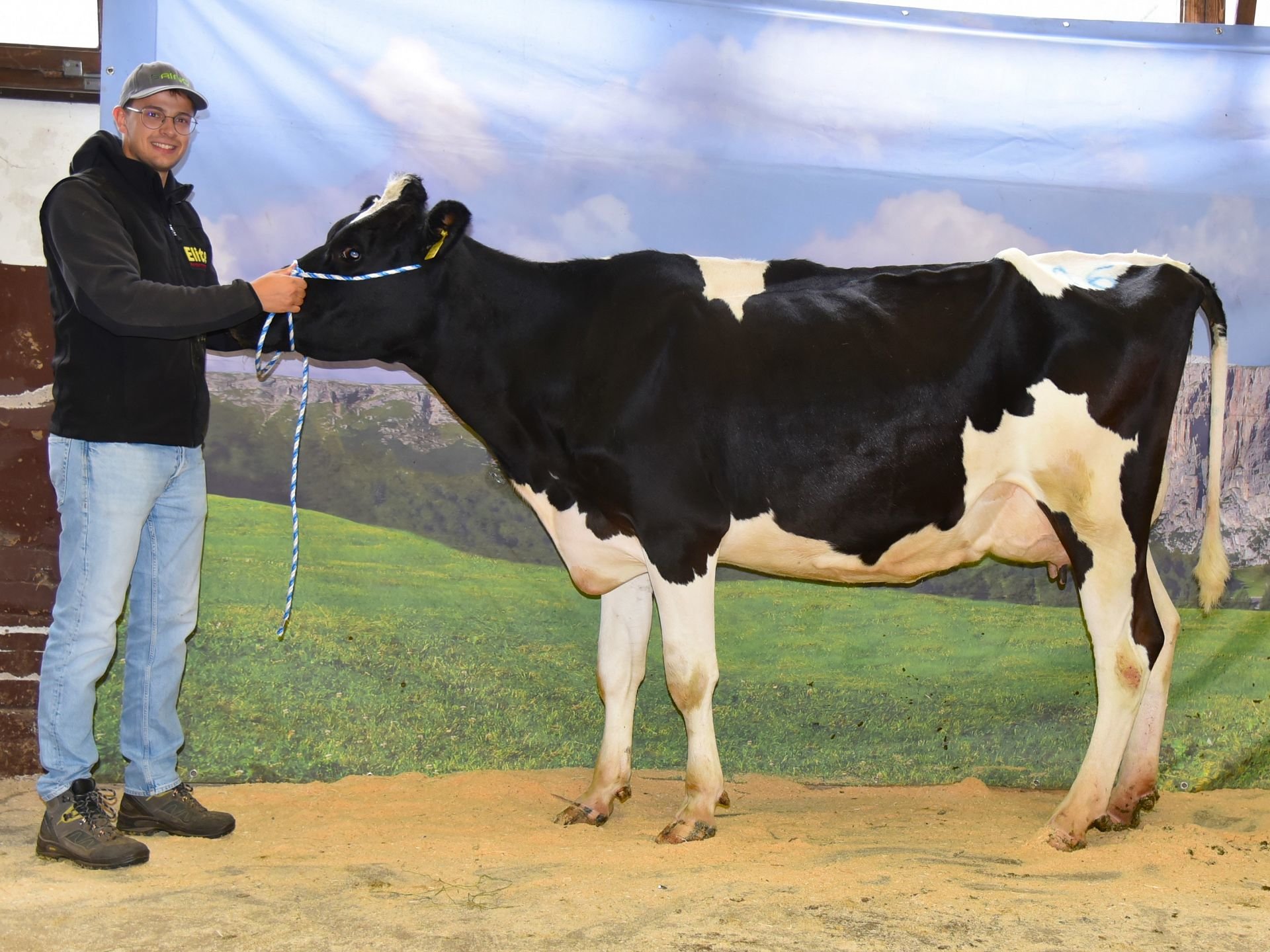 Versteigerungsbericht Grauvieh, Pinzgauer und Holstein vom 03. Oktober 2024