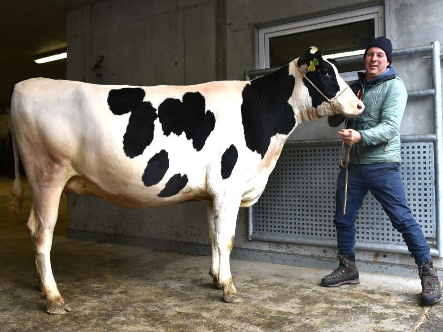 Versteigerungsbericht vom 19. Jänner 2026 in St. Lorenzen