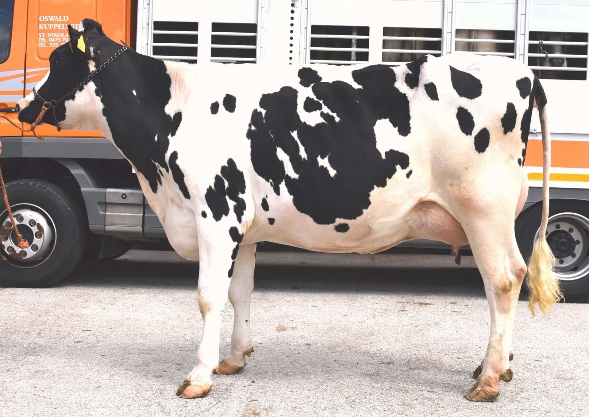 Versteigerungsbericht Grauvieh, Holstein, Pinzgauer