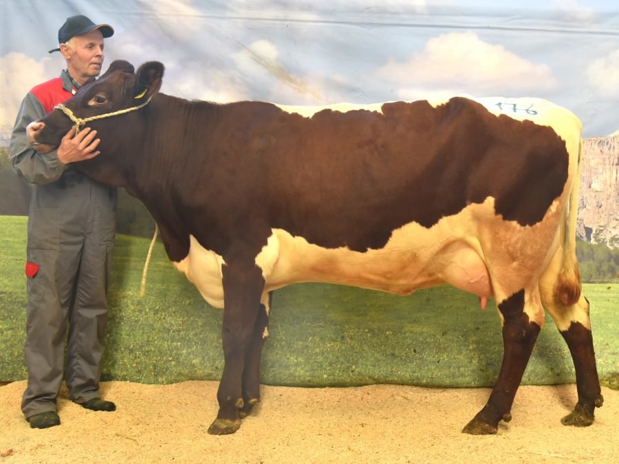 Versteigerungsbericht vom 6. November 2025 in Bozen