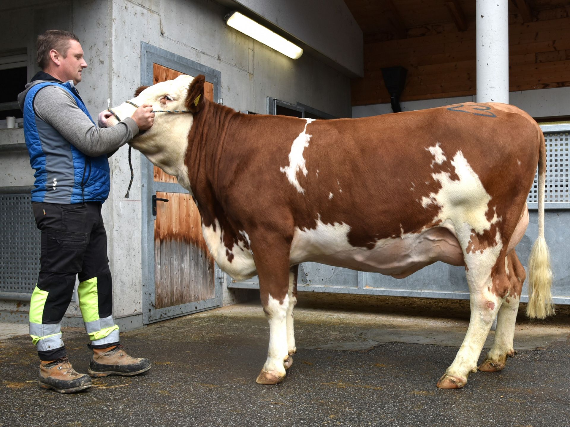 Versteigerungsbericht vom 18. Dezember 2025 in St. Lorenzen