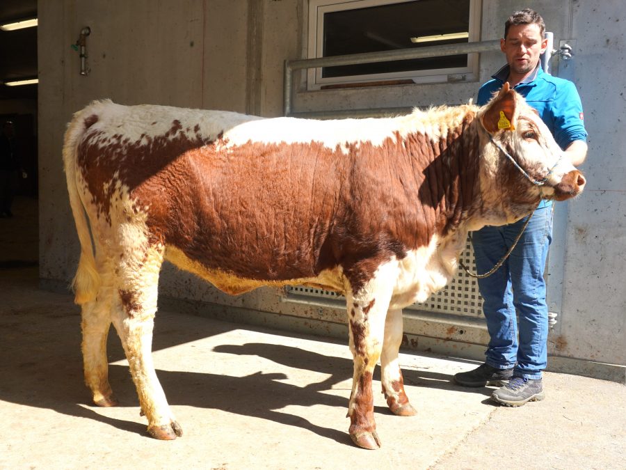 Versteigerungsbericht vom 23. April 2026 in St. Lorenzen