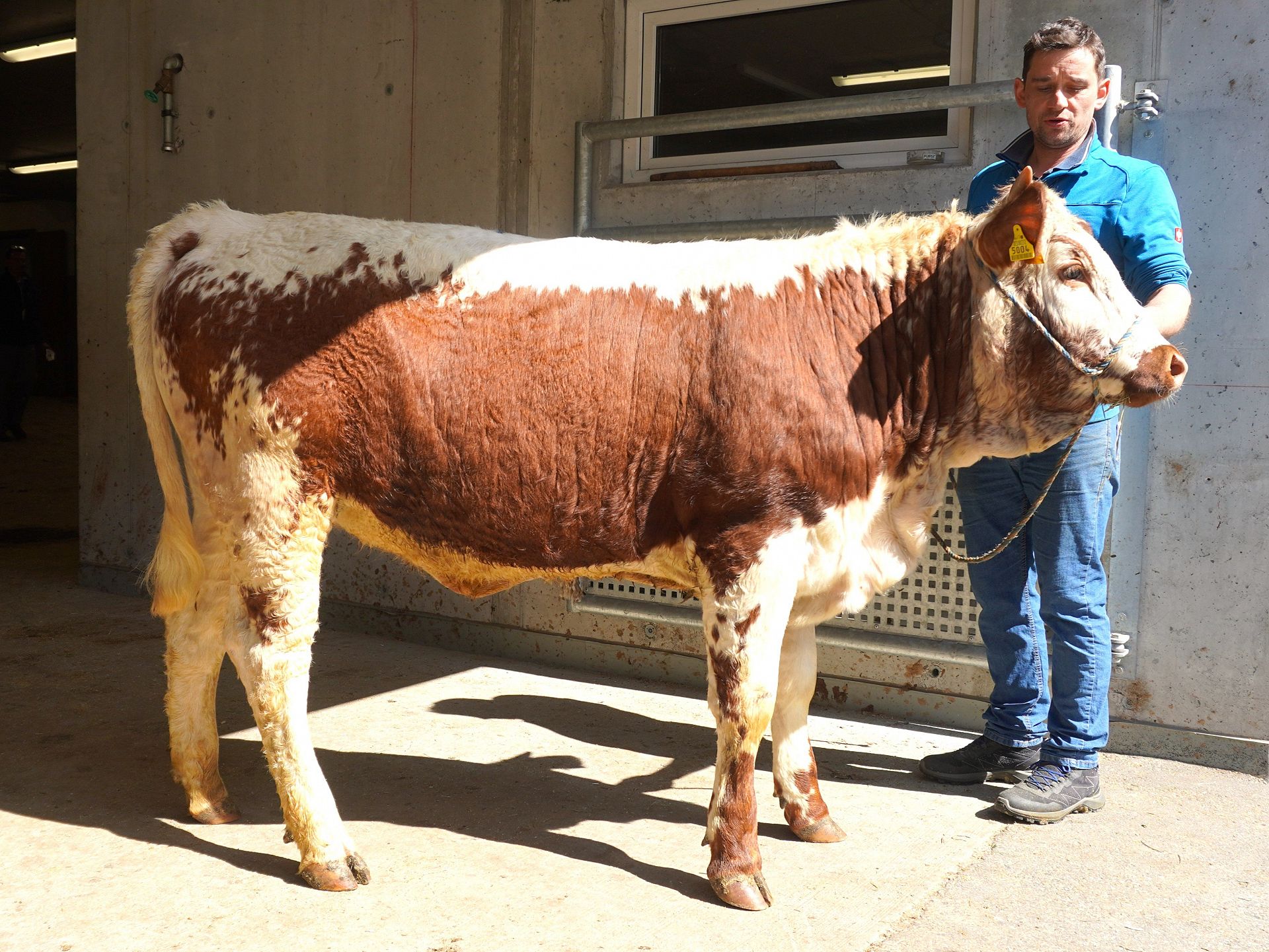 Versteigerungsbericht vom 23. April 2026 in St. Lorenzen