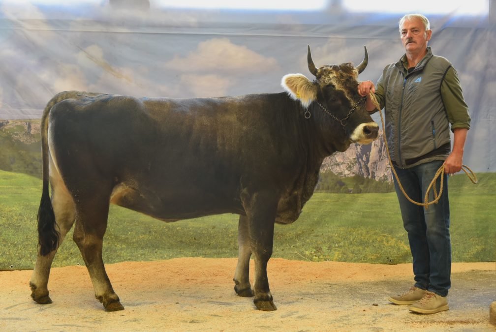 Versteigerungsbericht vom 2. Oktober 2025 in Bozen