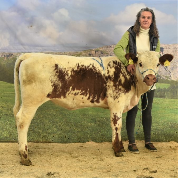 Gemeinsame Versteigerung der Rassen Grauvieh, Fleckvieh, Holstein, Pinzgauer und Pustertaler Sprinzen am 16. März 2023