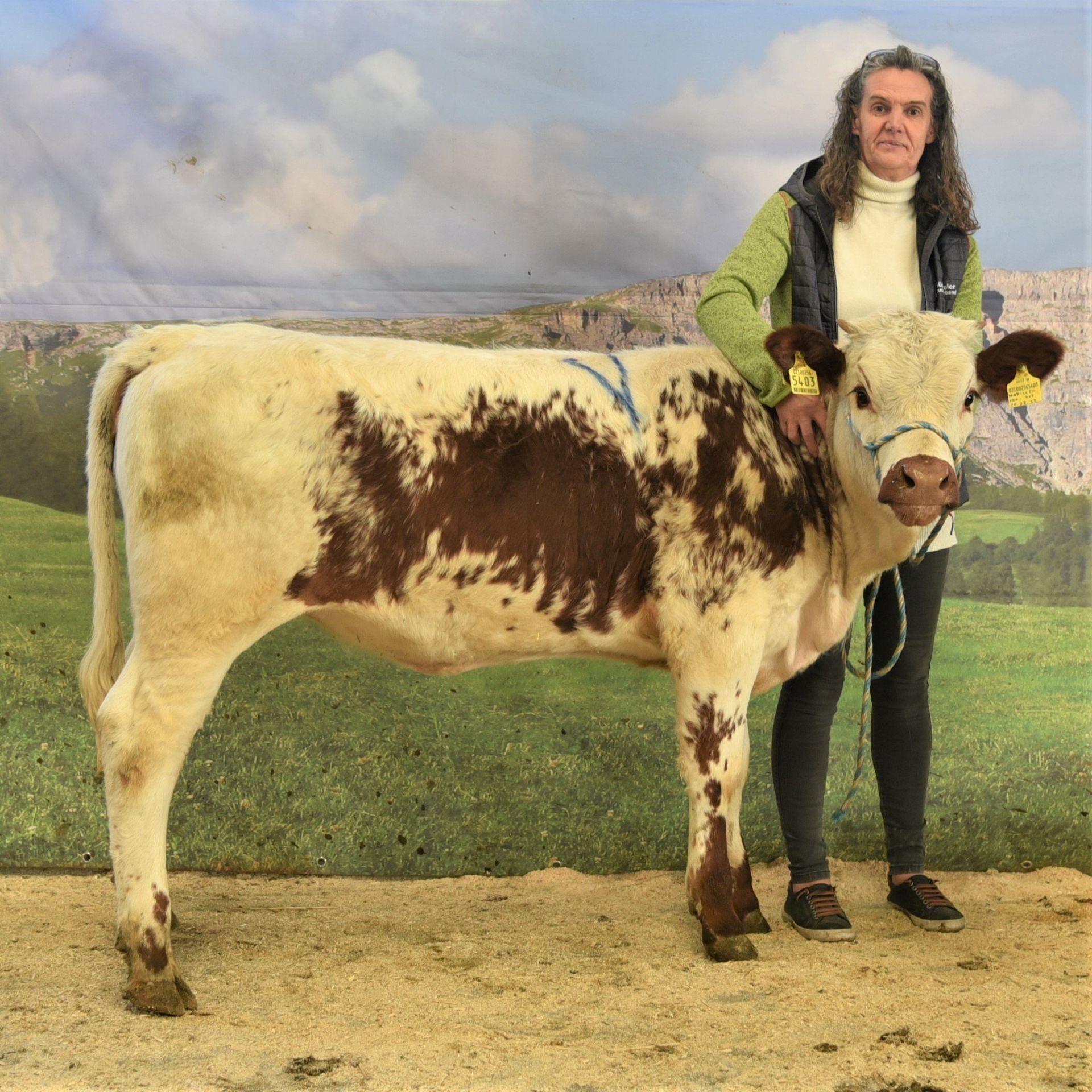 Gemeinsame Versteigerung der Rassen Grauvieh, Fleckvieh, Holstein, Pinzgauer und Pustertaler Sprinzen am 16. März 2023