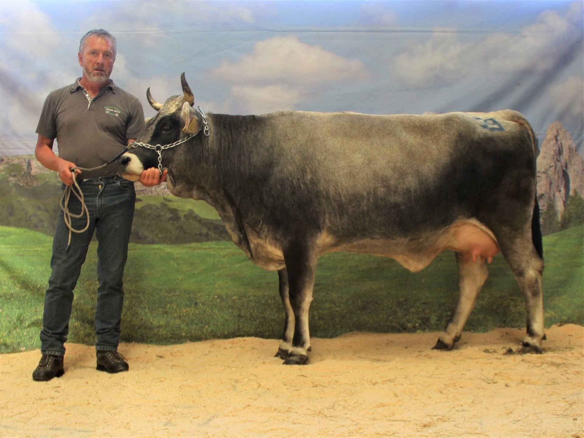 Gemeinsame Versteigerung der Rassen Grauvieh, Fleckvieh, Holstein, Pinzgauer und Pustertaler Sprinzen am 07. September 2023 in Bozen