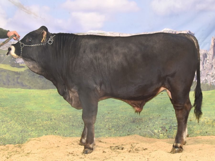 Versteigerungsbericht vom 4. Dezember 2025 in Bozen