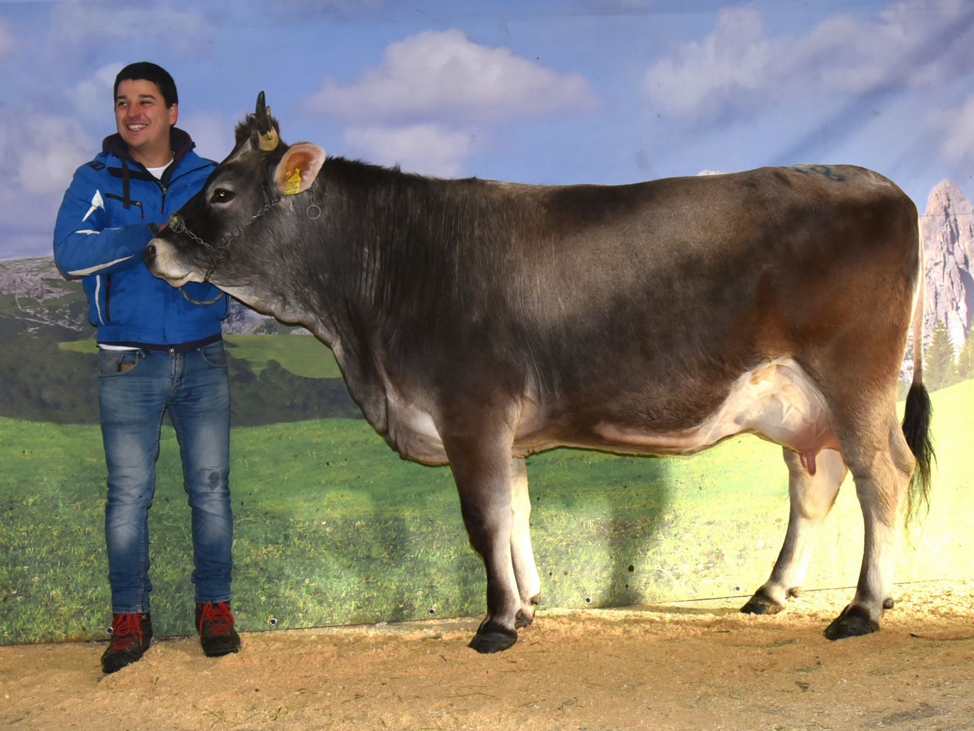 Versteigerungsbericht Grauvieh, Holstein, Pinzgauer vom 11. Januar 2024