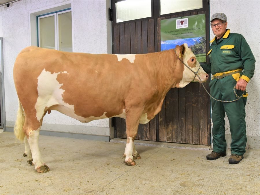 Versteigerungsbericht Fleckvieh vom 20. April 2023