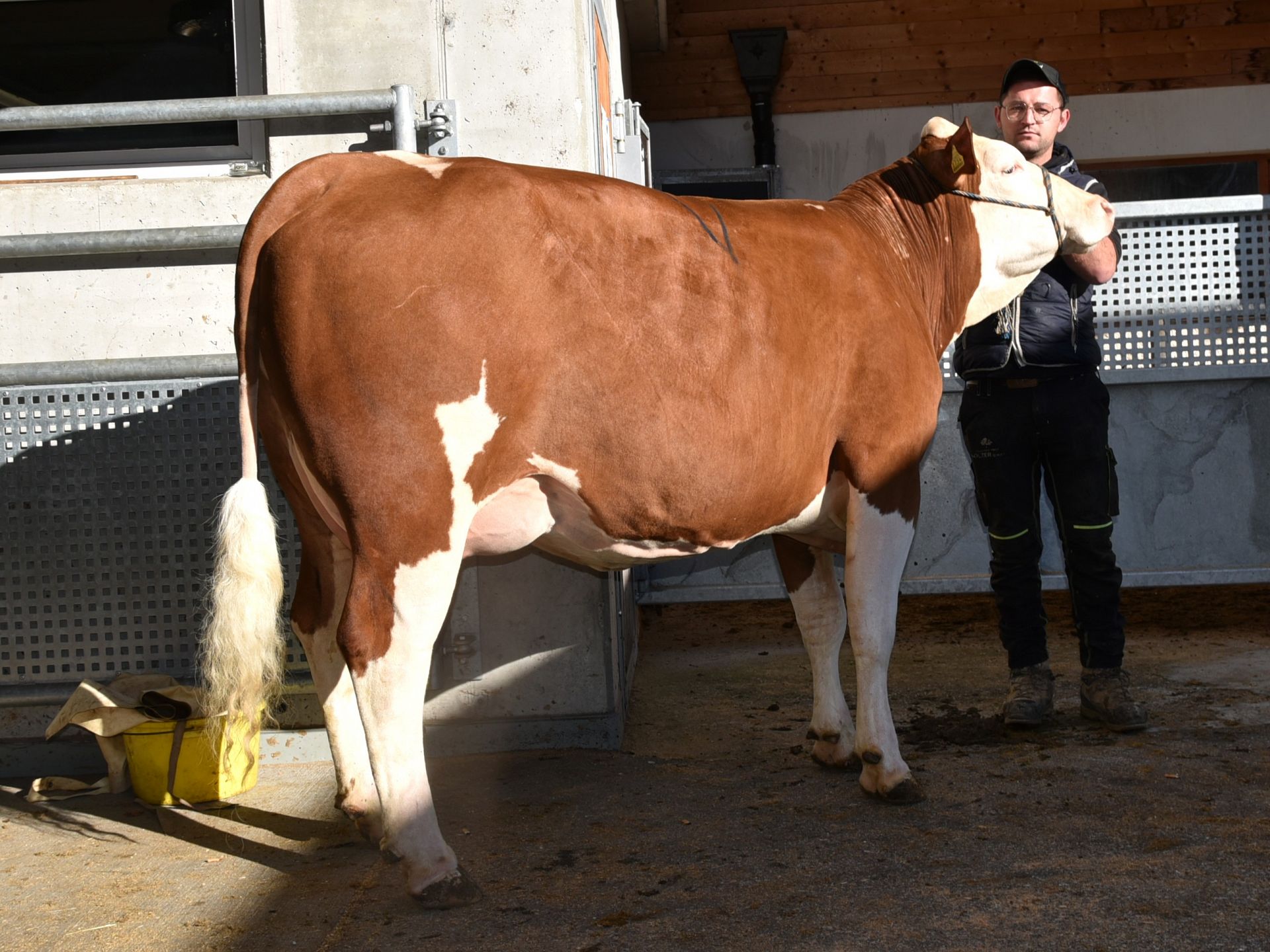 Versteigerungsbericht vom 27. November 2025 in St. Lorenzen