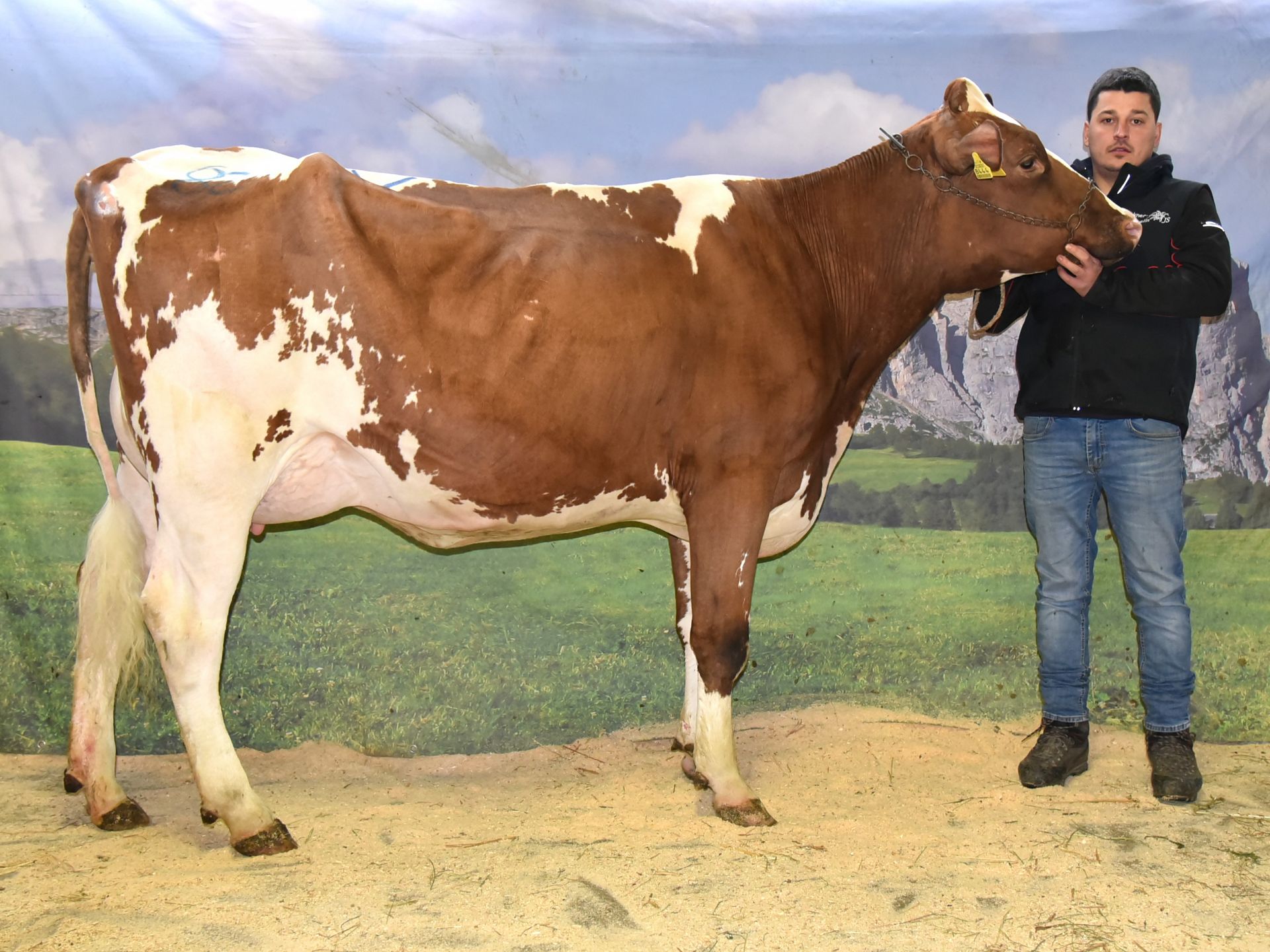 Versteigerungsbericht vom 19. Februar 2026 in Bozen