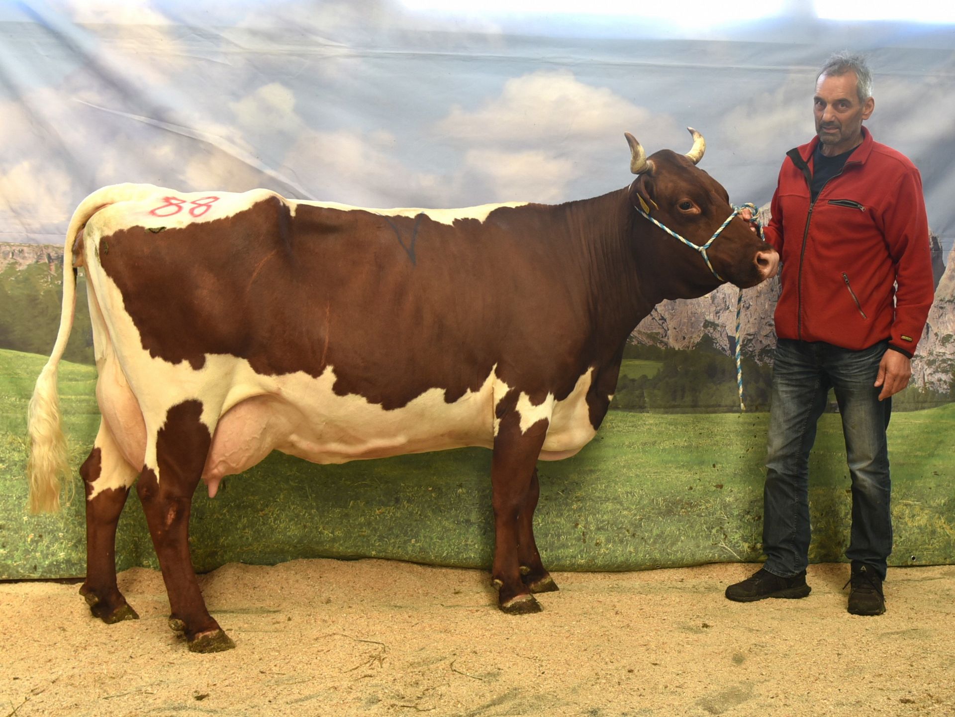 Versteigerungsbericht Grauvieh-Pinzgauer-Holstein vom 07. November 2024