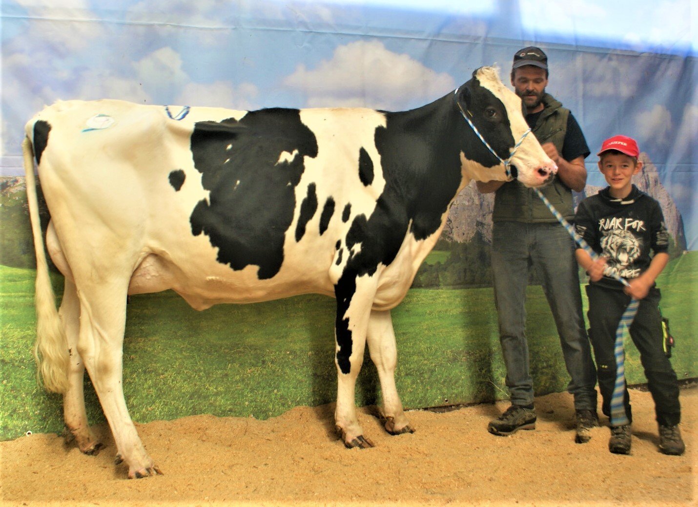 Versteigerungsbericht Grauvieh, Holstein und Pinzgauer vom 06. Oktober 2022