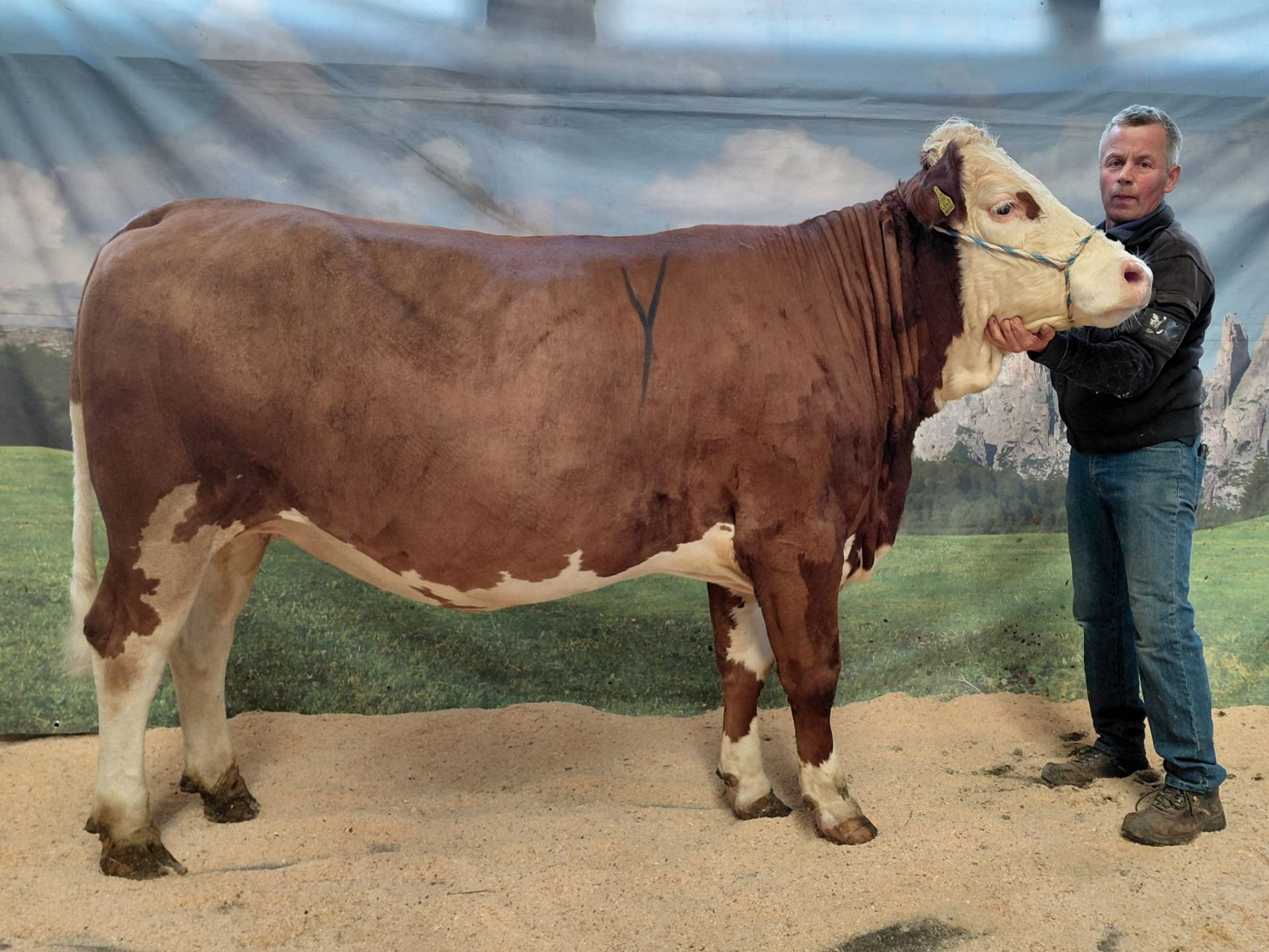 Versteigerungsbericht vom 12. März 2026 in Bozen