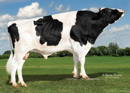 NEWS Holstein Spezialprogramm