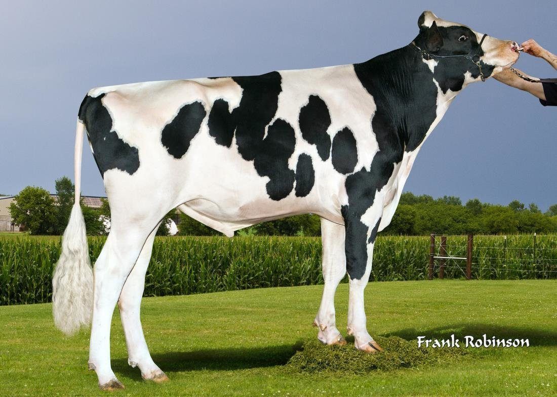 NEWS Holstein Spezialprogramm