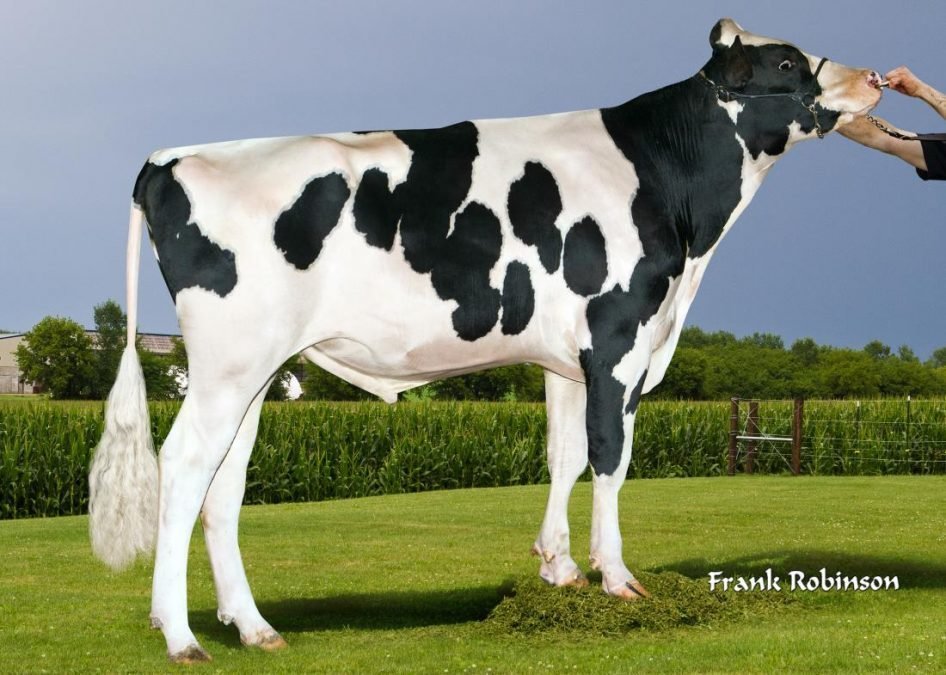NEWS Holstein SPEZIAL-Besamungsprogramm