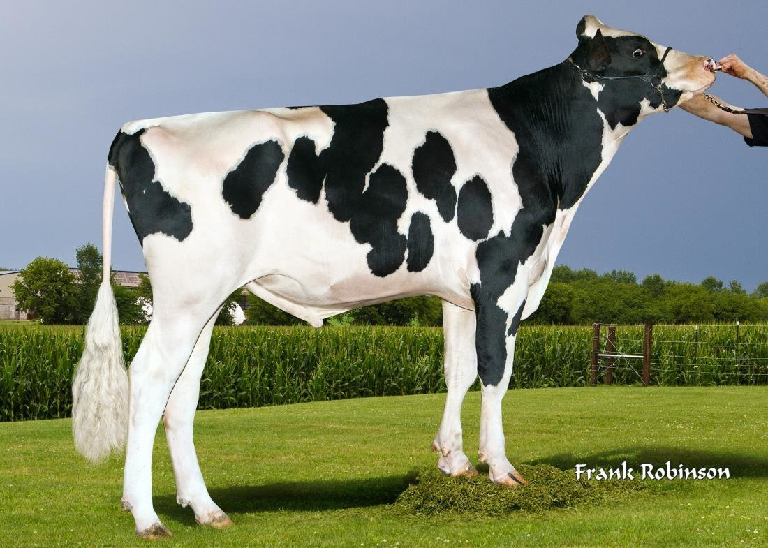 NEWS Holstein SPEZIAL-Besamungsprogramm