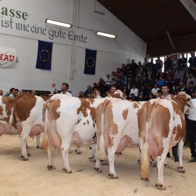 Bei der Landesschau 2015 wurde Bianca bei den Dauerleistungskühen Reservesiegerin