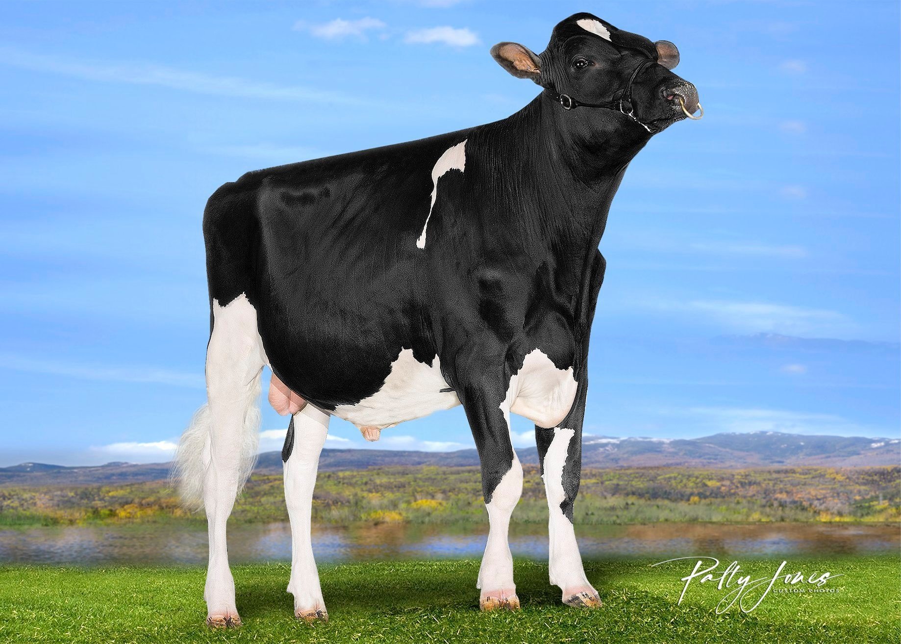 News Holstein Spezial Besamungsprogramm