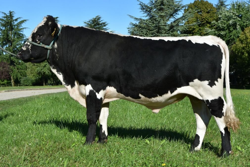 Neuer Pustertaler Sprinzenstier für die Sprinzenzüchter