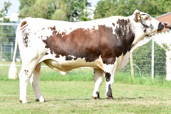 Neuer Pustertaler Sprinzenstier für die Sprinzenzüchter