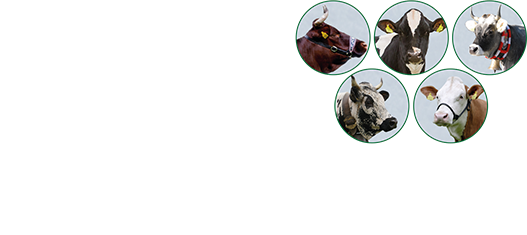 Südtiroler Rinderzuchtverband