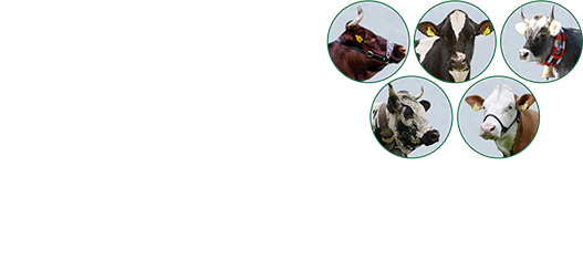 Südtiroler Rinderzuchtverband