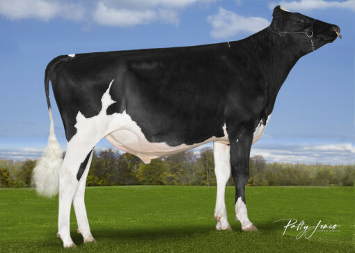 NEWS Holstein Spezialprogramm